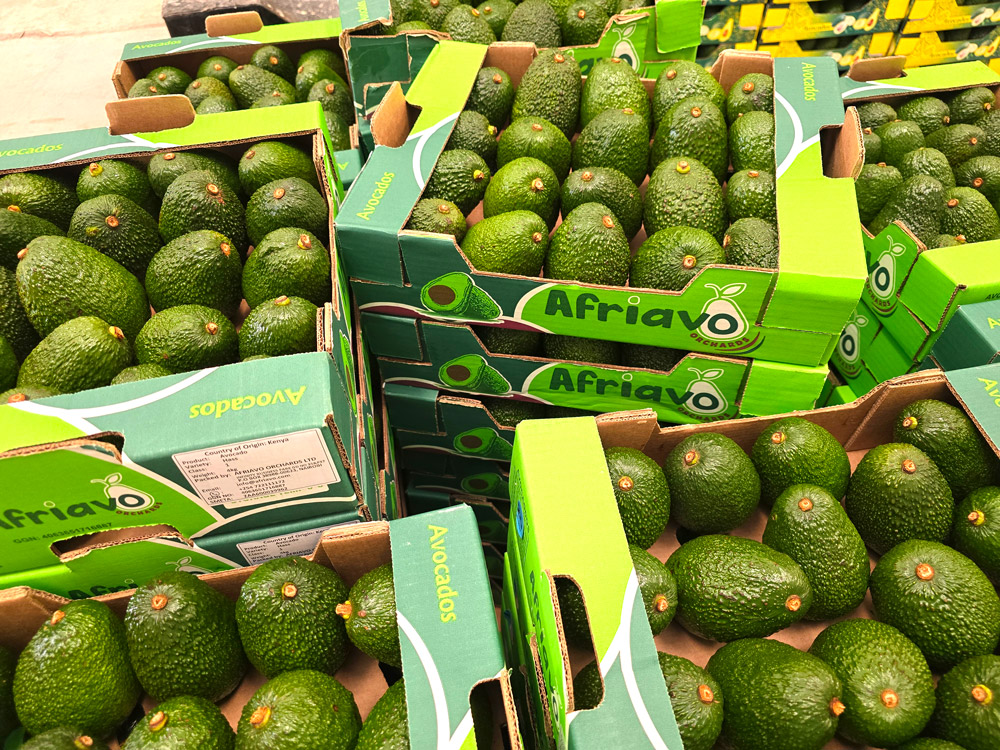 Afriavo Orchards Freshly Crated Avocados for Export