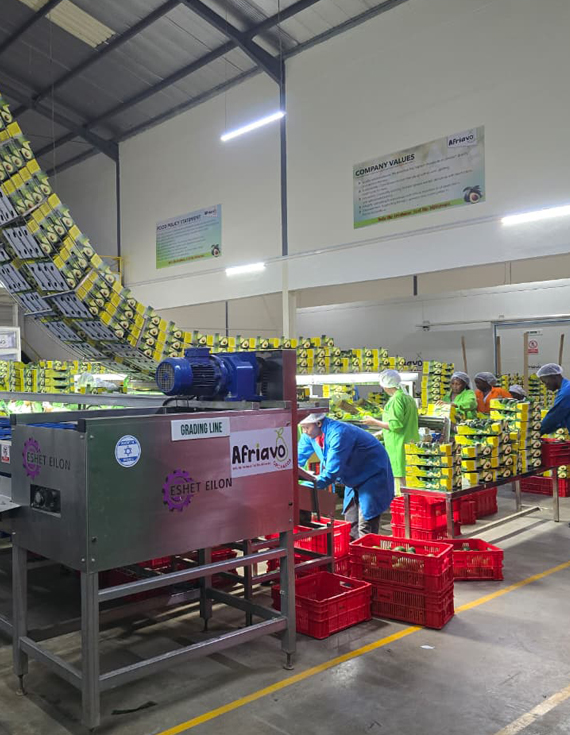 Afriavo Orchards Kenya - Avocado Grading Sorting Export