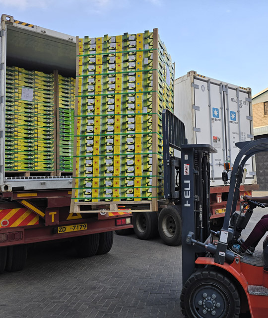 Afriavo-Orchards-Kenya-Container-Loading